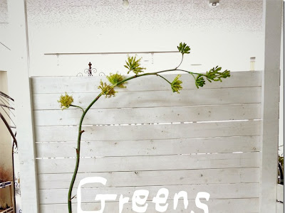 [10000ダウンロード済み√] アガベ　花 755601-アガベ 花が咲くと枯れる
