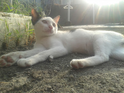 foto kucing kampung lucu 05