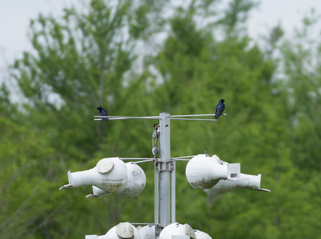 Purple Martins - Green Cay Wetlands, Florida