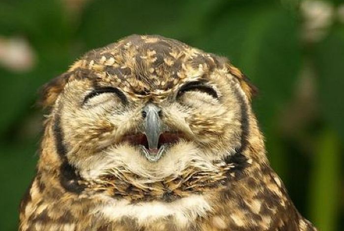 pictures-of-funny-laughing-owls