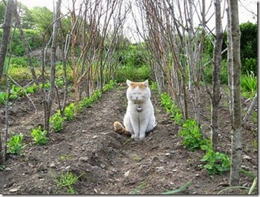 laziest_cat_in_the_world_22