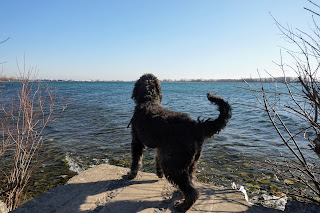 Dog looking over Lake Ontario from Cherry Beach, Toronto.