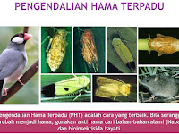 APA ITU PENGENDALIAN HAMA TERPADU?