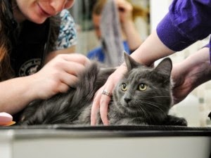 Pentingnya Vaksinasi Pada Kucing Anggora Persia