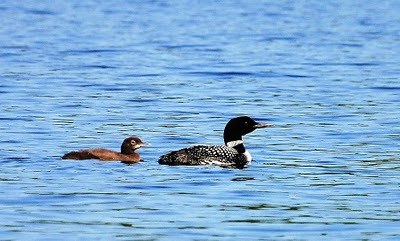 An adult loon with its half-grown chick in 2009