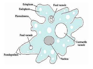 struktur tubuh amoeba