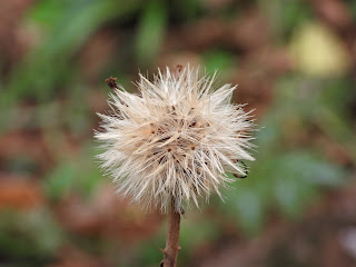 Leopard-Plant Seed Head at Hunan Martyr's Park