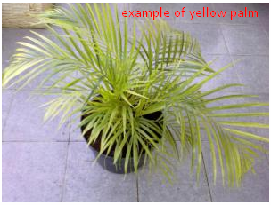 The Benefits Of The Yellow Palm