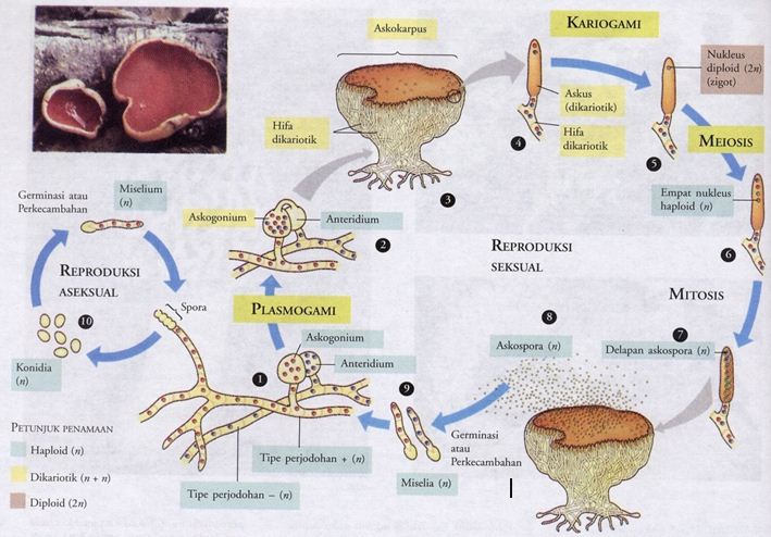 Siklus Hidup  Ascomycota  Blog Pak Pandani