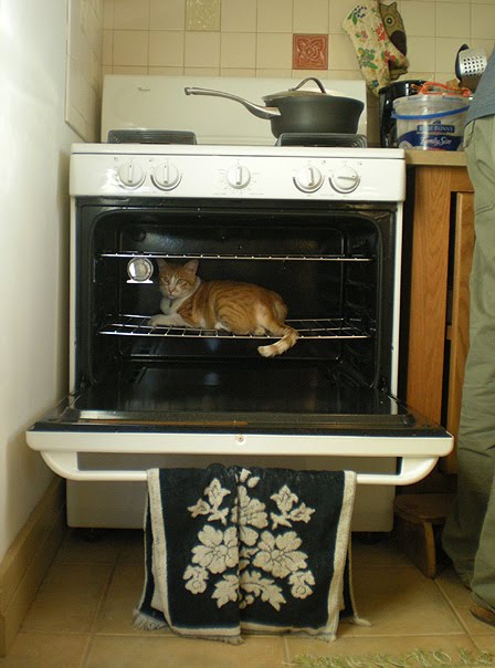 surprised when he climbed into the warm oven. He's a tropical jungle cat