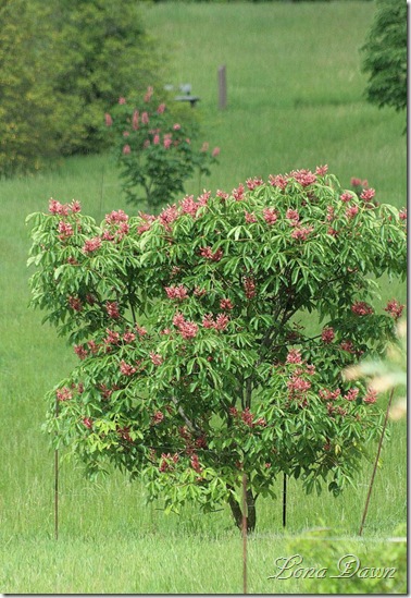 DA_Aesculus_splendens_pavia_RedBuckeye4_SM