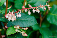 Salal