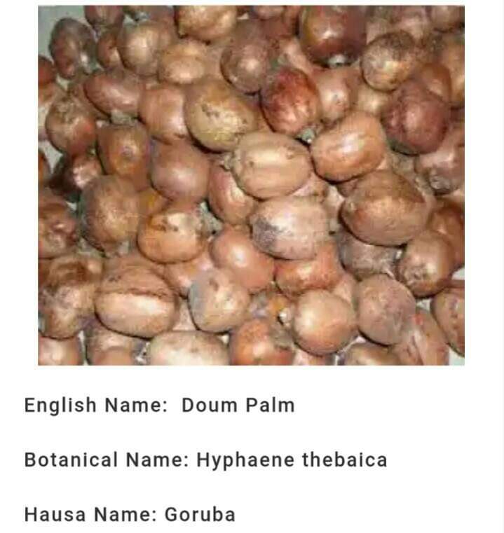 (Hausa: Goruba) - (English: Doum Palm) - (Botanical: Hyphaene Thebaica)