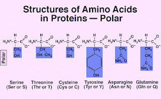 Polar amino acids