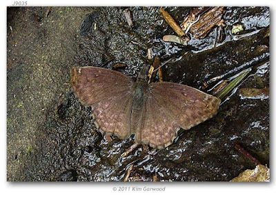 Mariposa ala cortada (Anisochoria sublimbata)