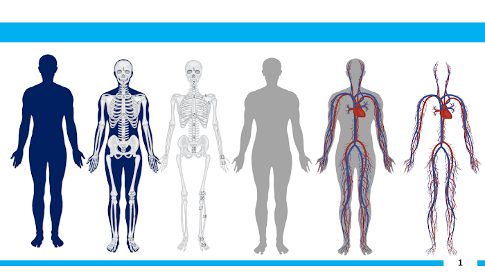 Spor Anatomisine Giriş