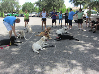 Puppies laid out on the tic tac toe board on the shady parking lot.  All  are in a down stay but one in the far corner.