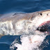  Great White Shark Genome May Hold Hints of How to Fight Cancer.