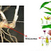 Perkembangbiakan Vegetatif pada Tumbuhan Berbiji Tertutup (Angiospermae)