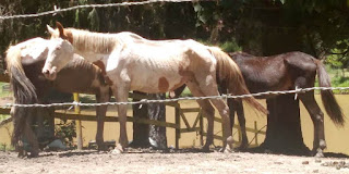 Cavalos maltratados em Teresópolis