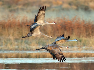 Sandhill cranes