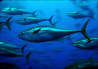 World's most expensive fish - Tuna