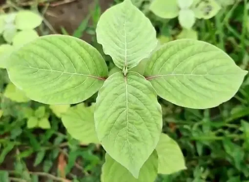 flora of north africa
