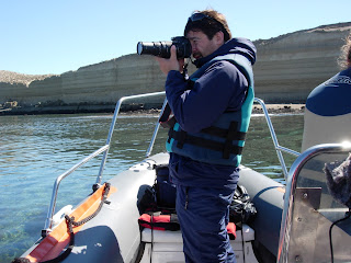 El Dr. Marcelo Bertellotti fotografiando el comportamiento de las gaviotas sobre las ballenas en Puerto Piamides