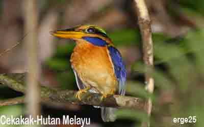 14, Burung, Terindah, Dan, Menakjubkan, Indonesia, Yang, Mendunia