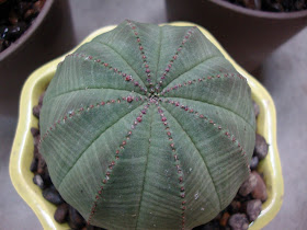 euphorbia-obesa-7terunikdidunia.blogspot.jpg