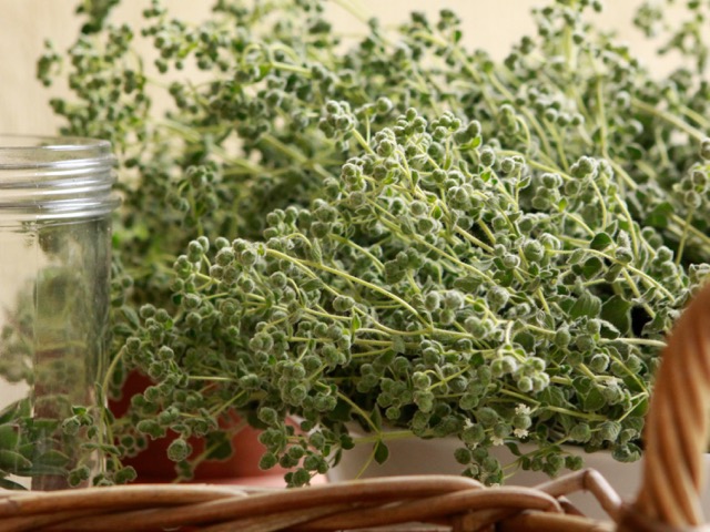 Oregano