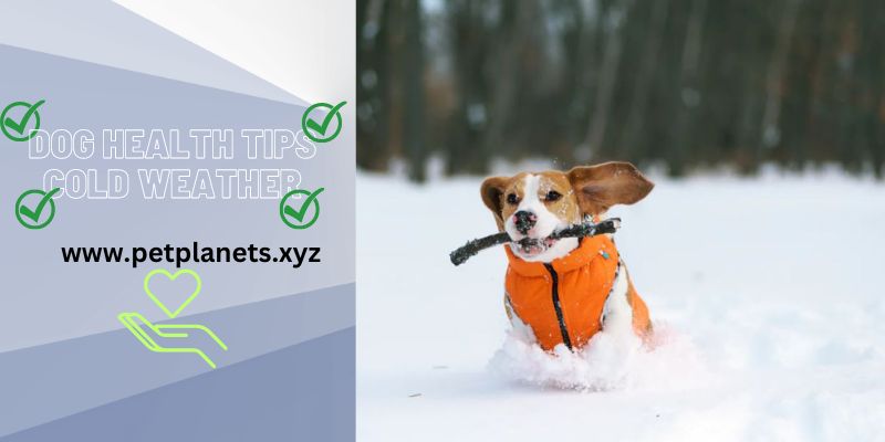 Dog Health Tips Cold Weather