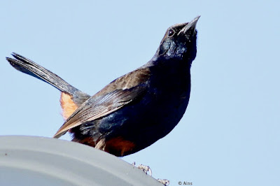 Indian Robin