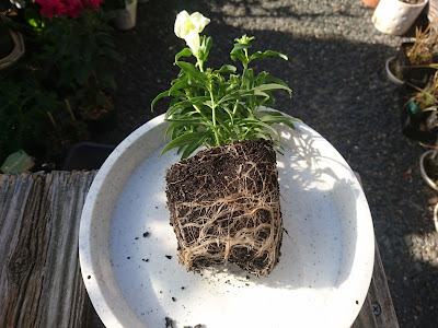 キンギョソウ　パレットの根鉢