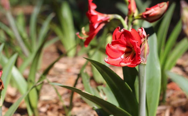 Amaryllis Flowers Pictures