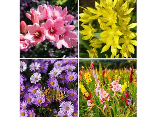 Bees & Butterfly Collection, 100 Bulbs