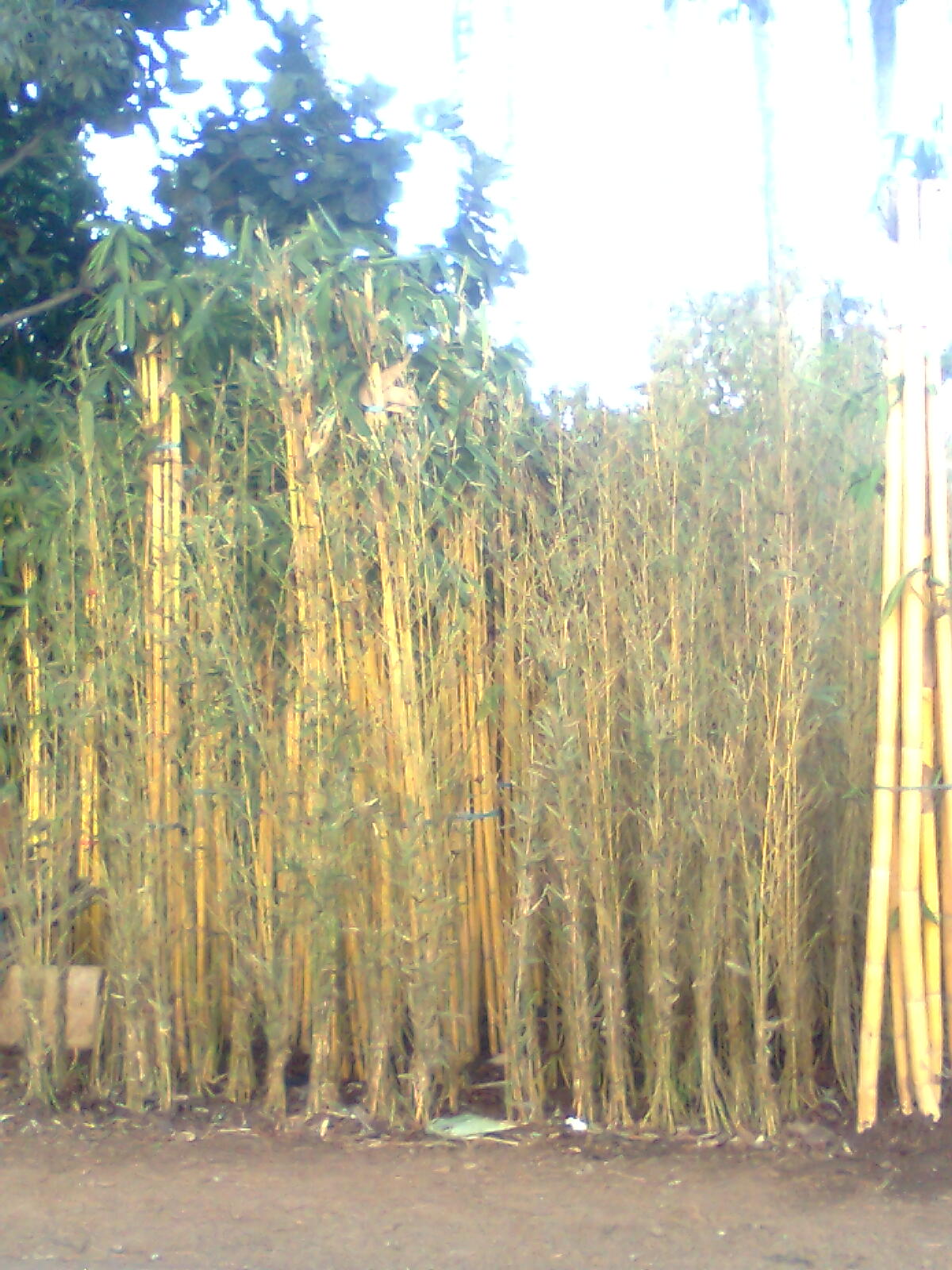  bambu  panda bambu  jepang  bambu  klisik bambu  cina bambu  