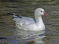 Ross’s Goose, white morph adult – Scotland Neck, NC – Jan. 2011 – photo by Dick Daniels