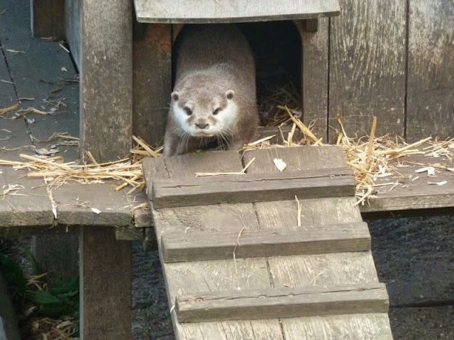 Otter in Seaview Wildlife Encounter