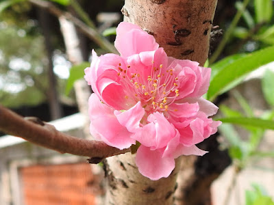 桃樹的重瓣花