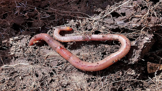 Earthworm