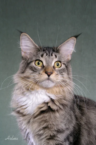 American Maine Coon. Photo: Helmi Flick