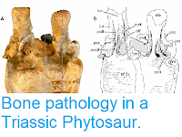 http://sciencythoughts.blogspot.co.uk/2014/01/bone-pathology-in-triassic-phytosaur.html