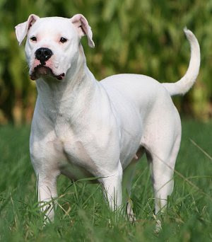 Argentine Dogo