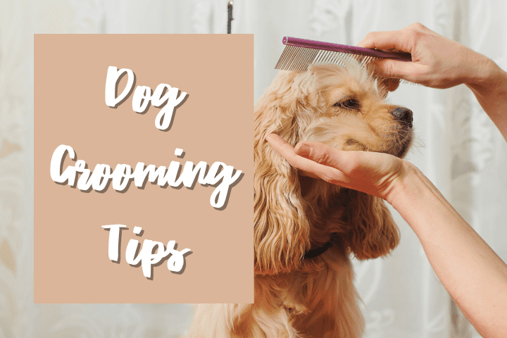 dog grooming tips