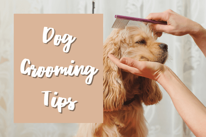  5 Most Important Dog Grooming Tips