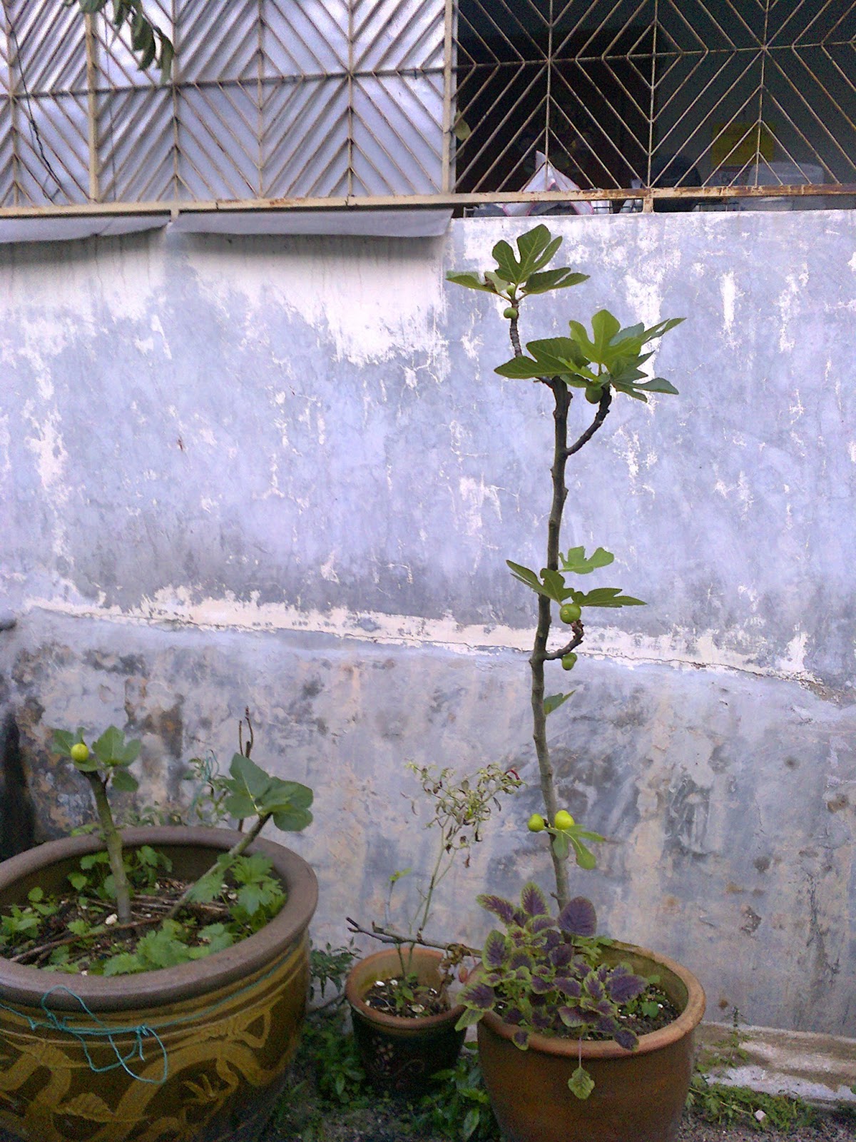 TaMAn TEmPErATe Pokok  Buah  Tin Buah  Fig Buah  Ara  