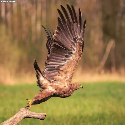 bialowieza