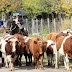 La vida en Roble Guacho / Cultura arriera