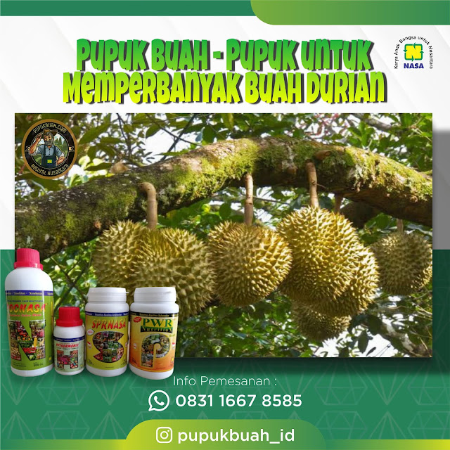 PUPUK BUAH - Pupuk Buah Organik Untuk Memperbanyak Buah Durian 083116678585